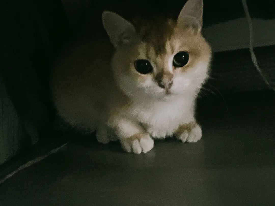 Cute cats at friend's house